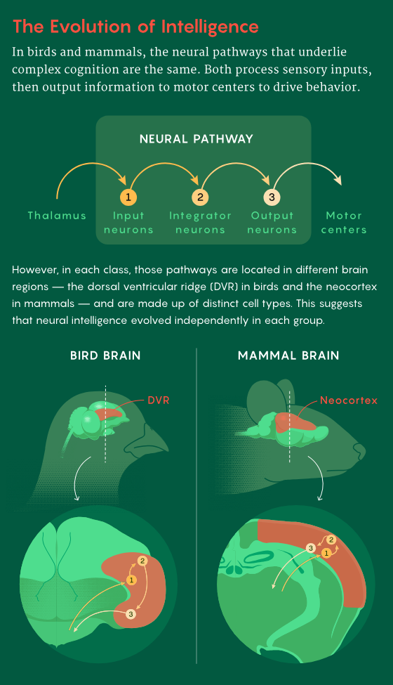 /images/birds_mammals_intelligence.png